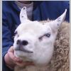 411261063kop.gif